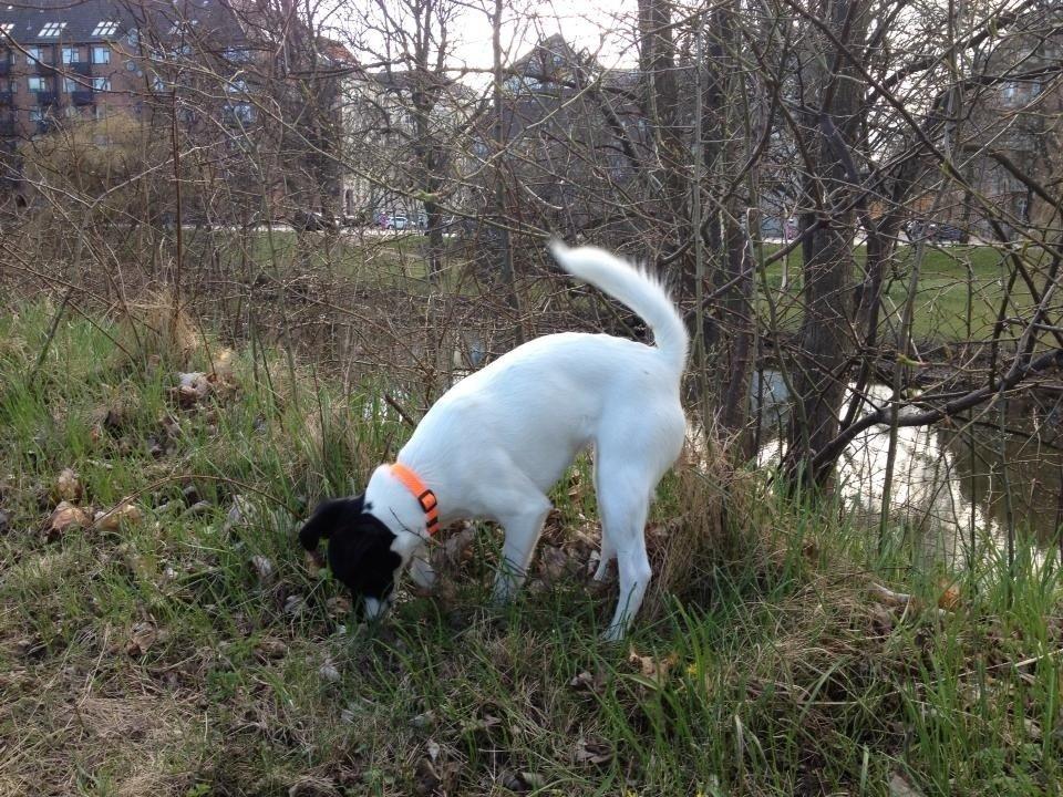 Glathåret foxterrier Pixie (lufter) billede 6