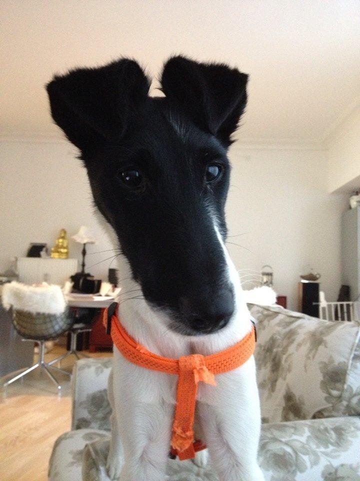 Glathåret foxterrier Pixie (lufter) billede 7