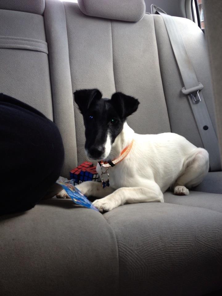 Glathåret foxterrier Pixie (lufter) billede 8