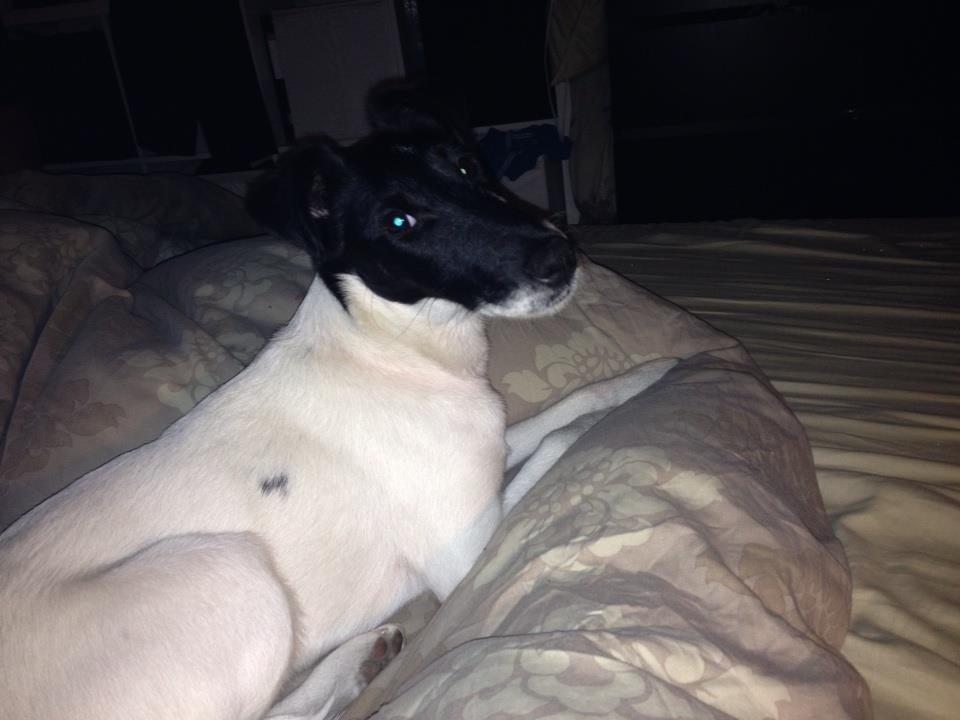 Glathåret foxterrier Pixie (lufter) billede 9