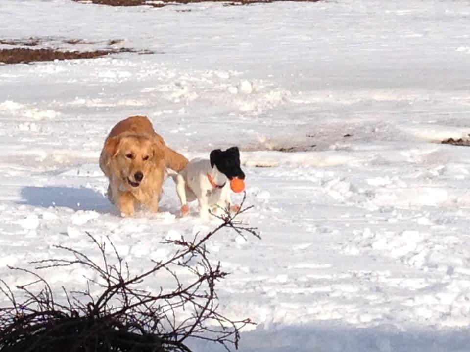 Glathåret foxterrier Pixie (lufter) billede 10