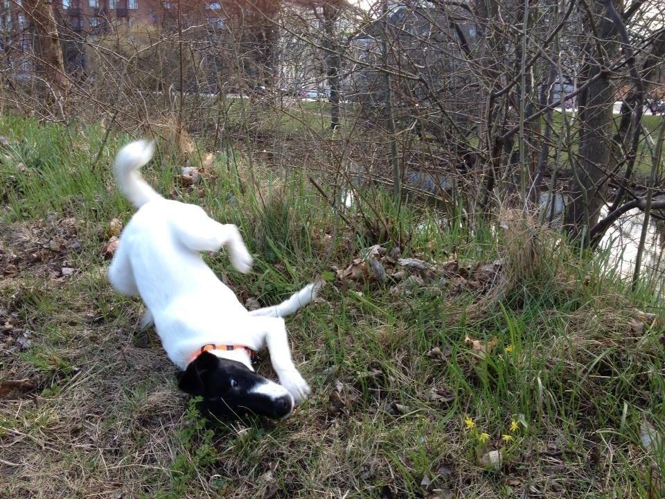 Glathåret foxterrier Pixie (lufter) billede 11