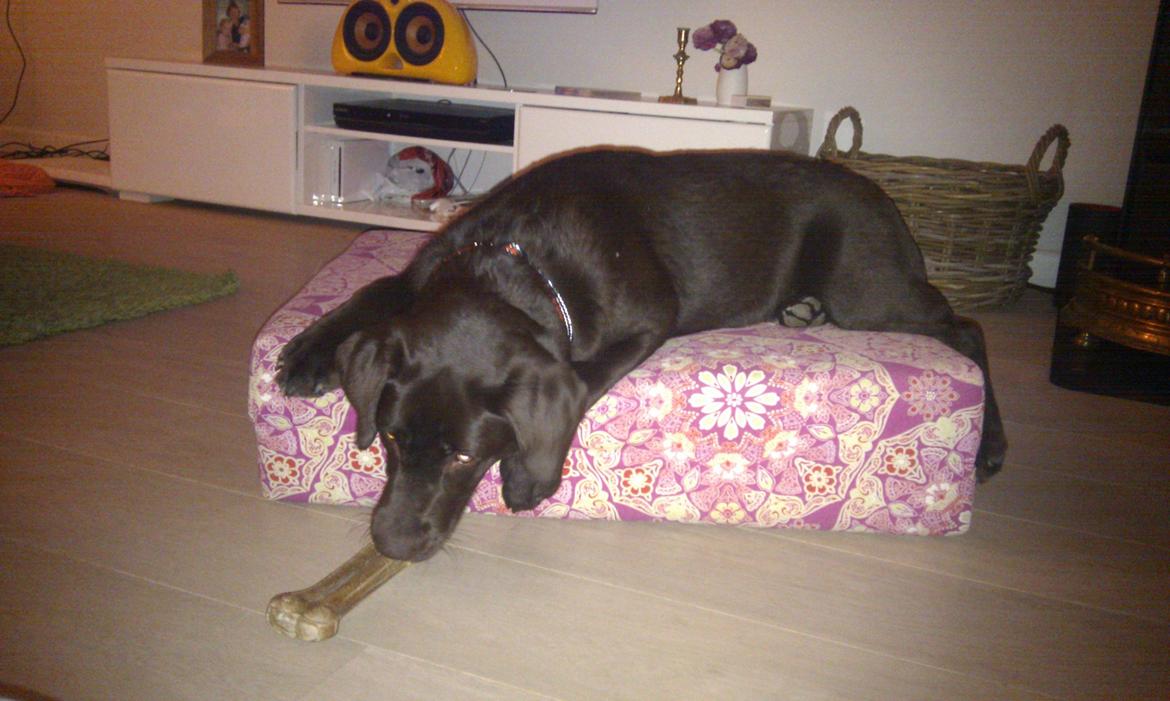 Labrador retriever Coco - Der var mit ben!
 billede 8