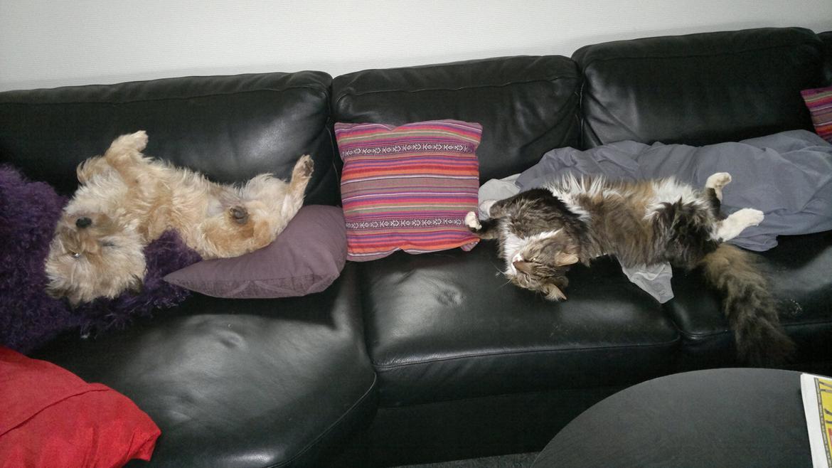 Cairn terrier Ebbe - Husets to herskere tager en morfar, Sherif Ebbe og Kong Harald billede 19