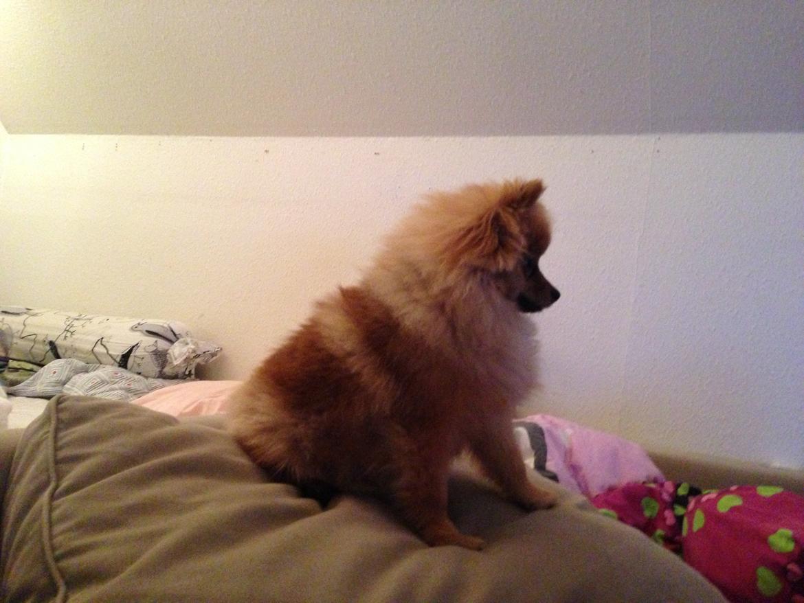 Pomeranian Cocio Topsy billede 2