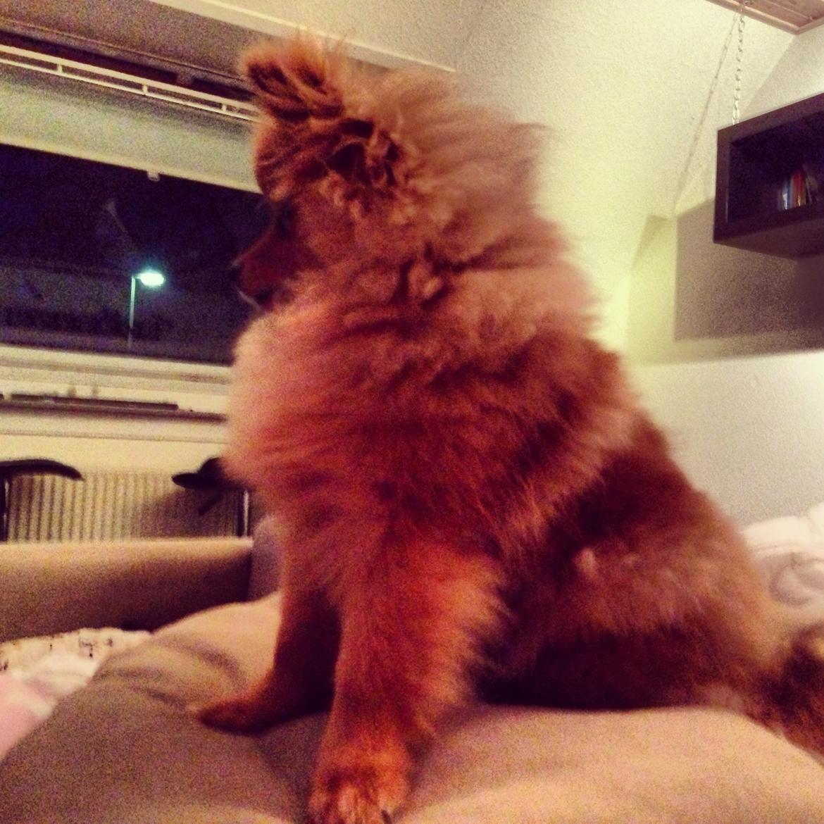 Pomeranian Cocio Topsy billede 3