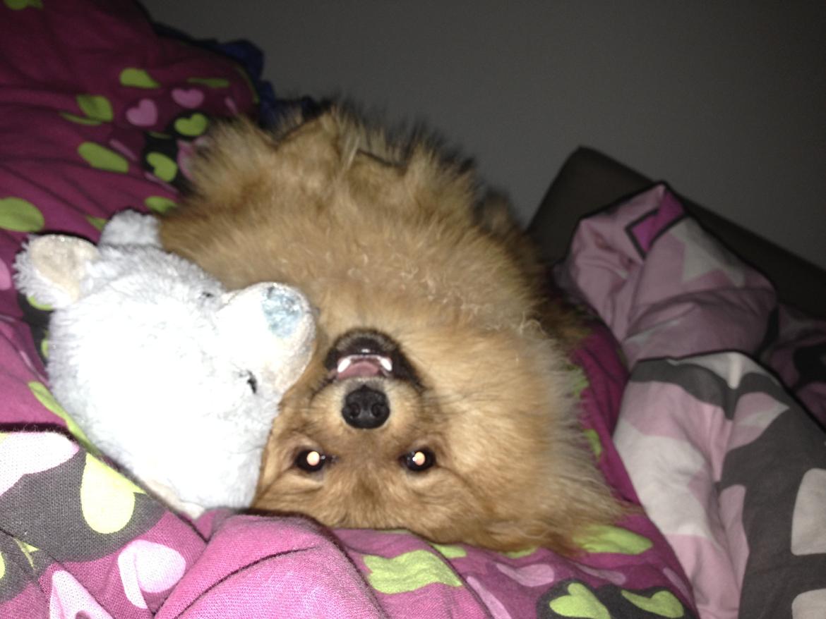 Pomeranian Cocio Topsy billede 4