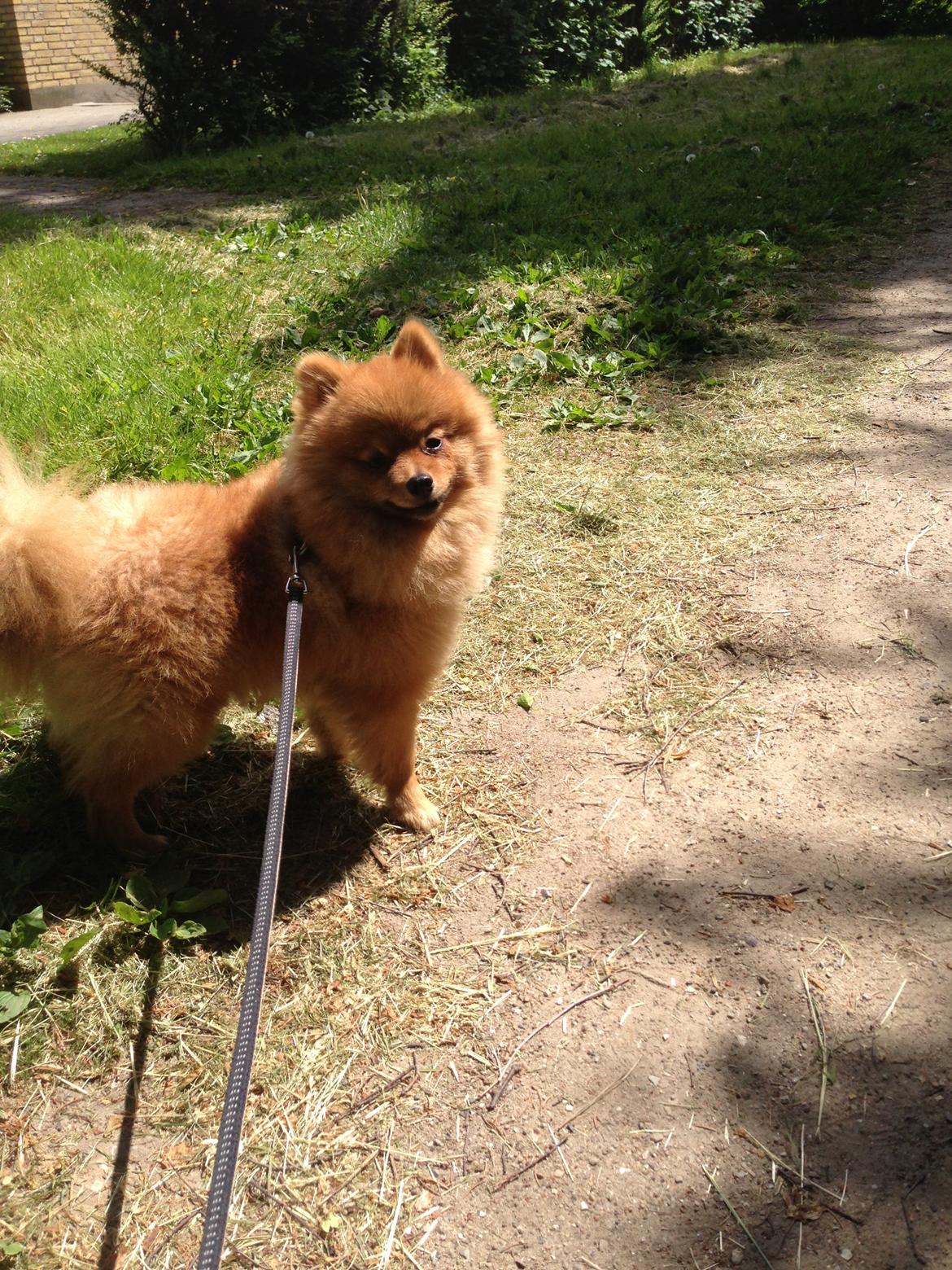 Pomeranian Cocio Topsy billede 5