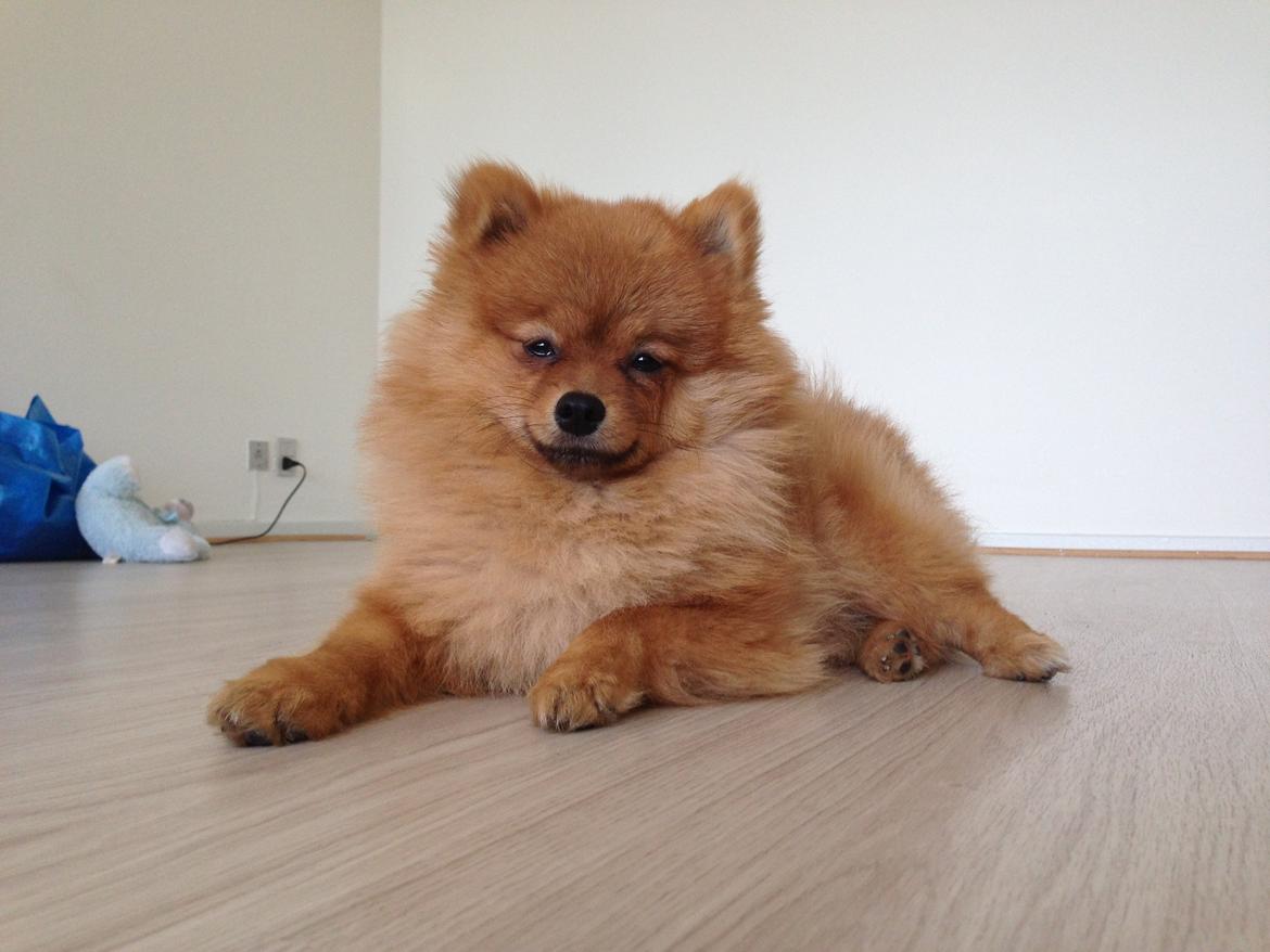 Pomeranian Cocio Topsy billede 6