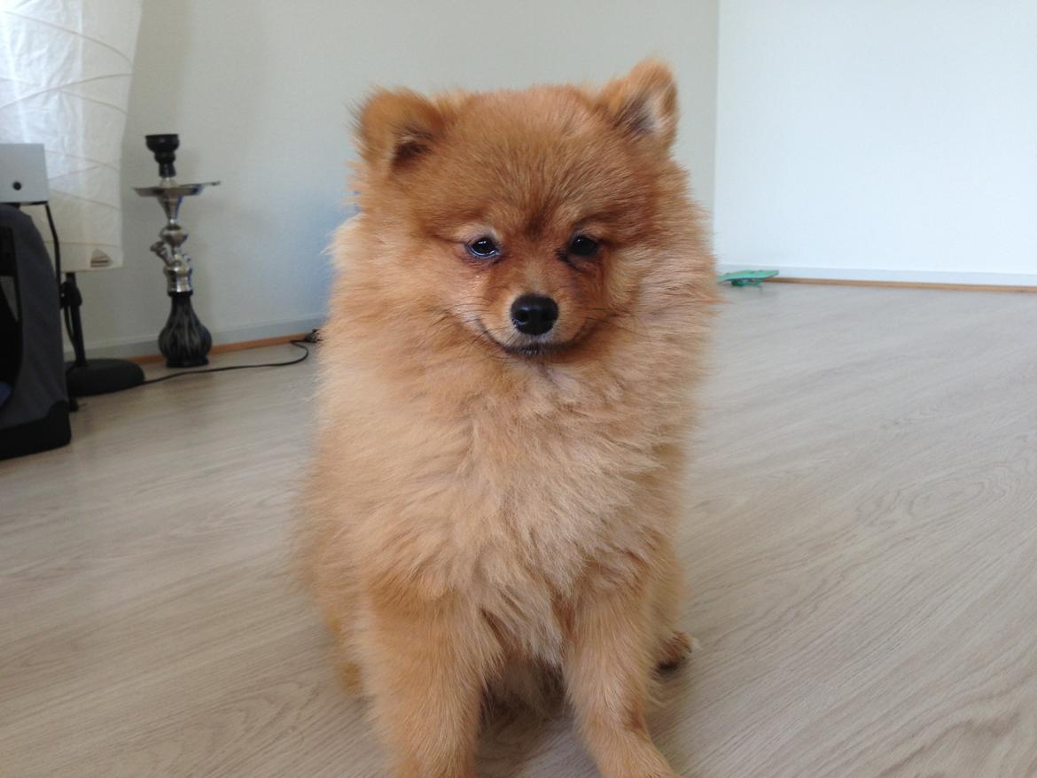 Pomeranian Cocio Topsy billede 7