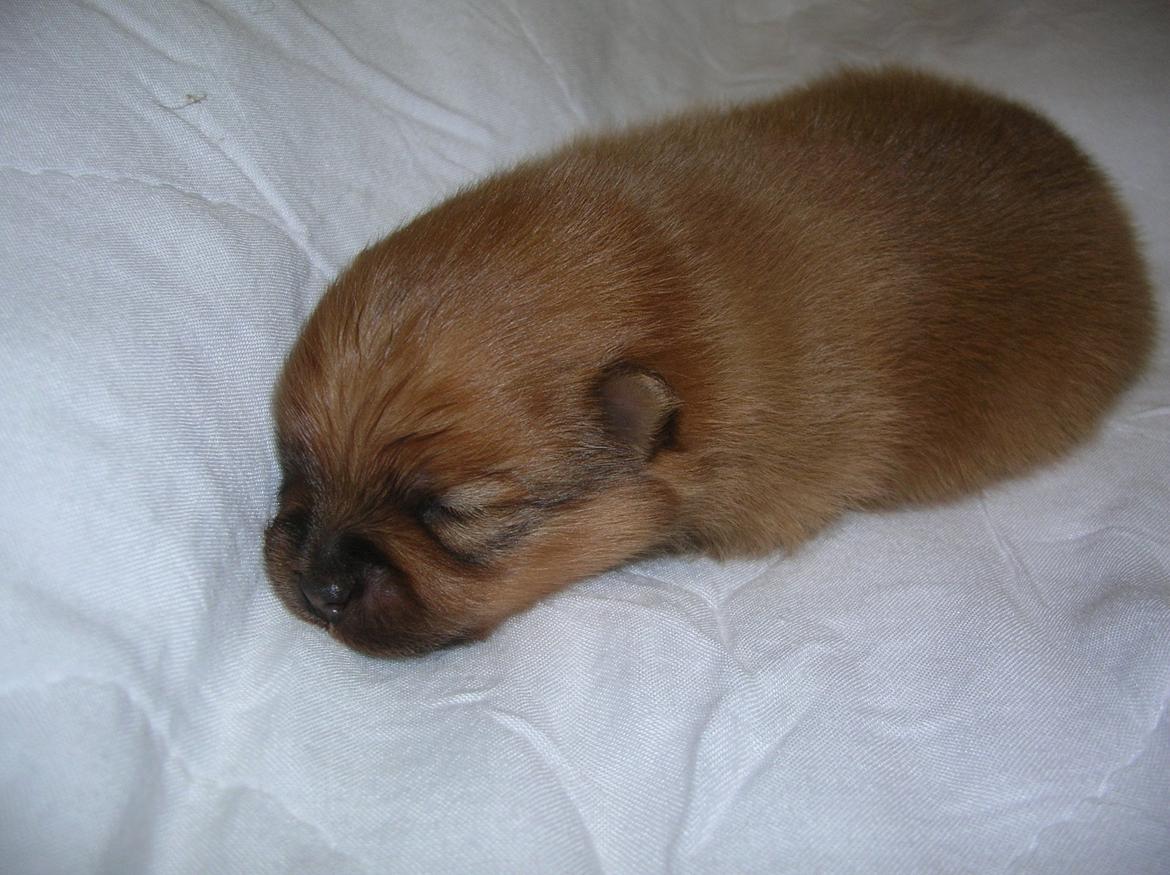 Pomeranian Cocio Topsy billede 8