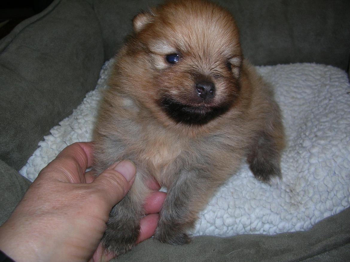 Pomeranian Cocio Topsy billede 9