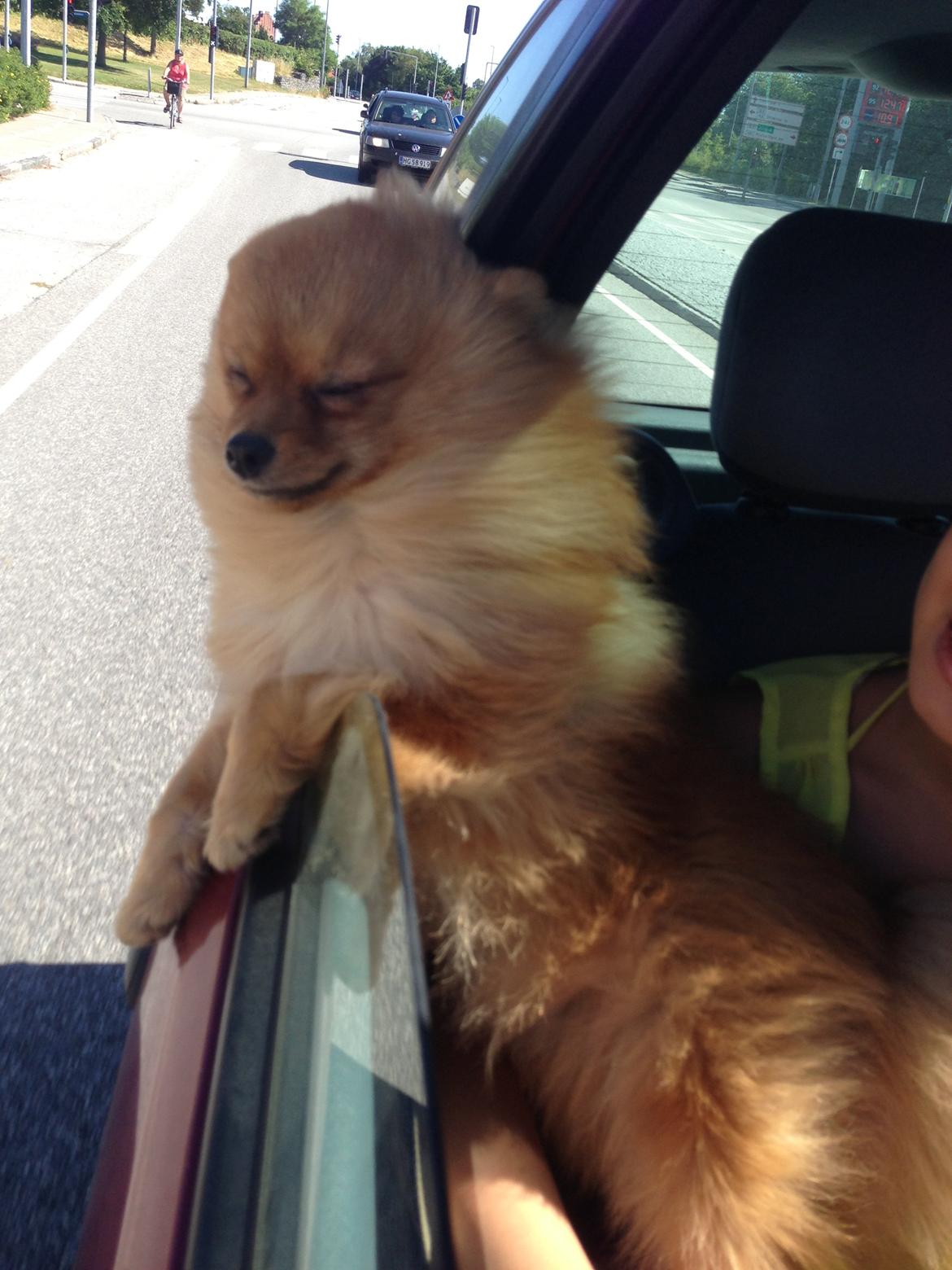 Pomeranian Cocio Topsy billede 10