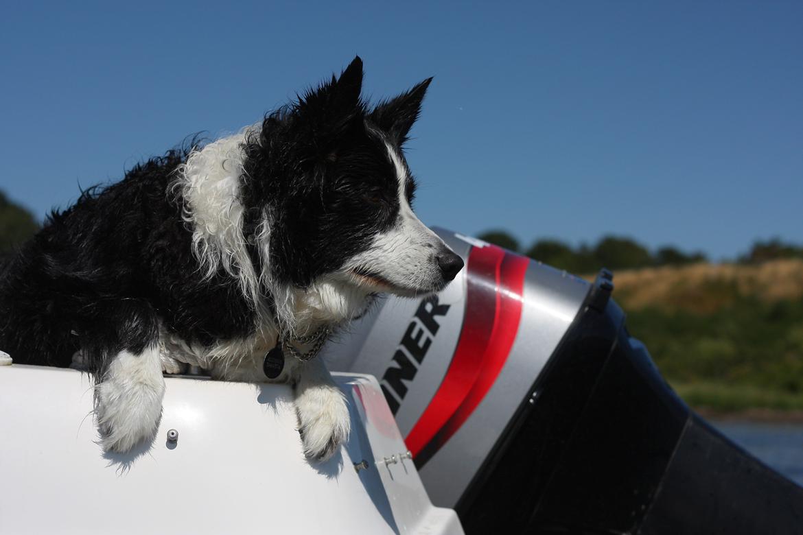 Border collie Daisy - 13 år billede 21