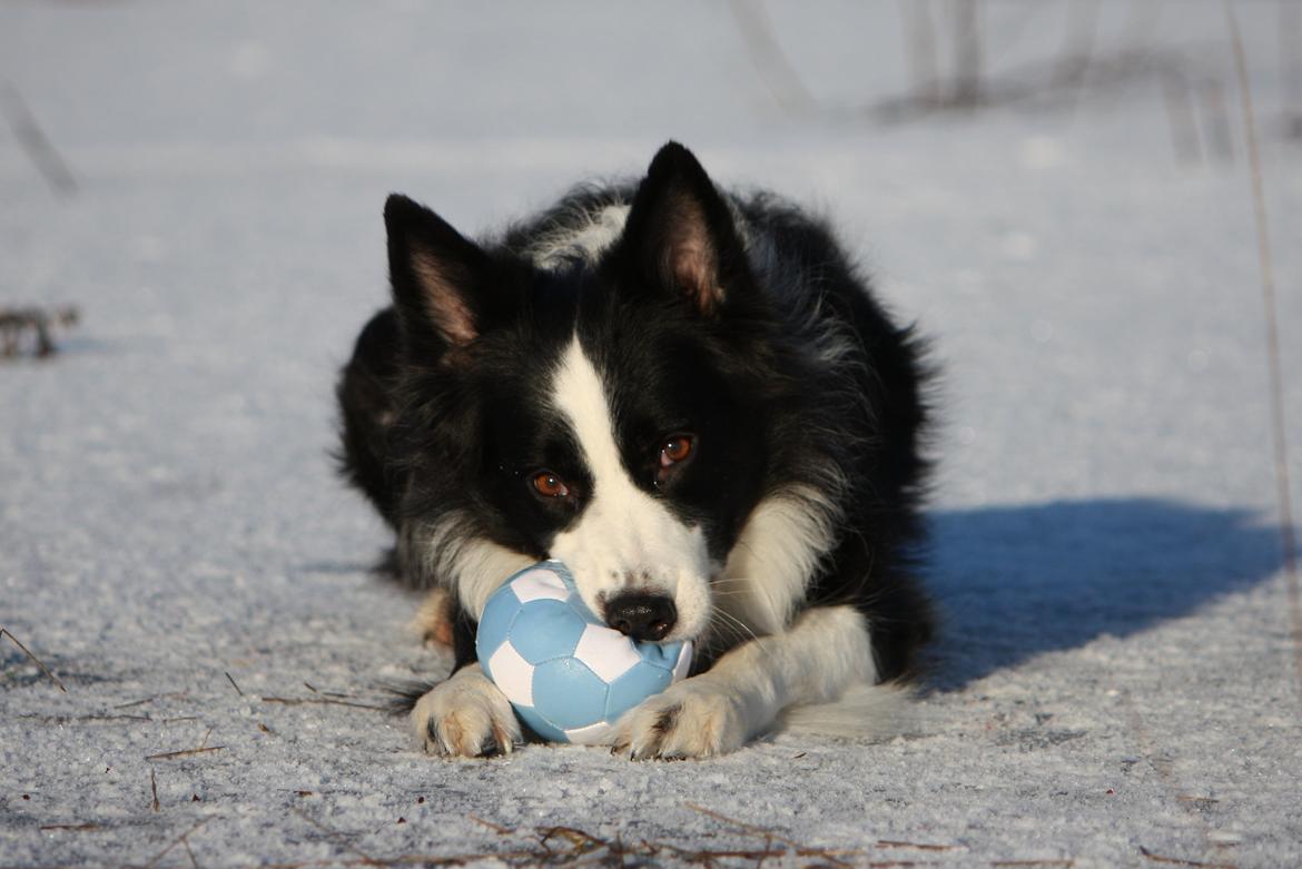 Border collie Daisy - 13 år billede 22