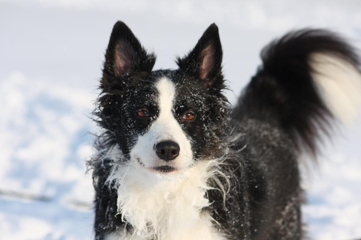 Border collie Daisy - 13 år billede 23