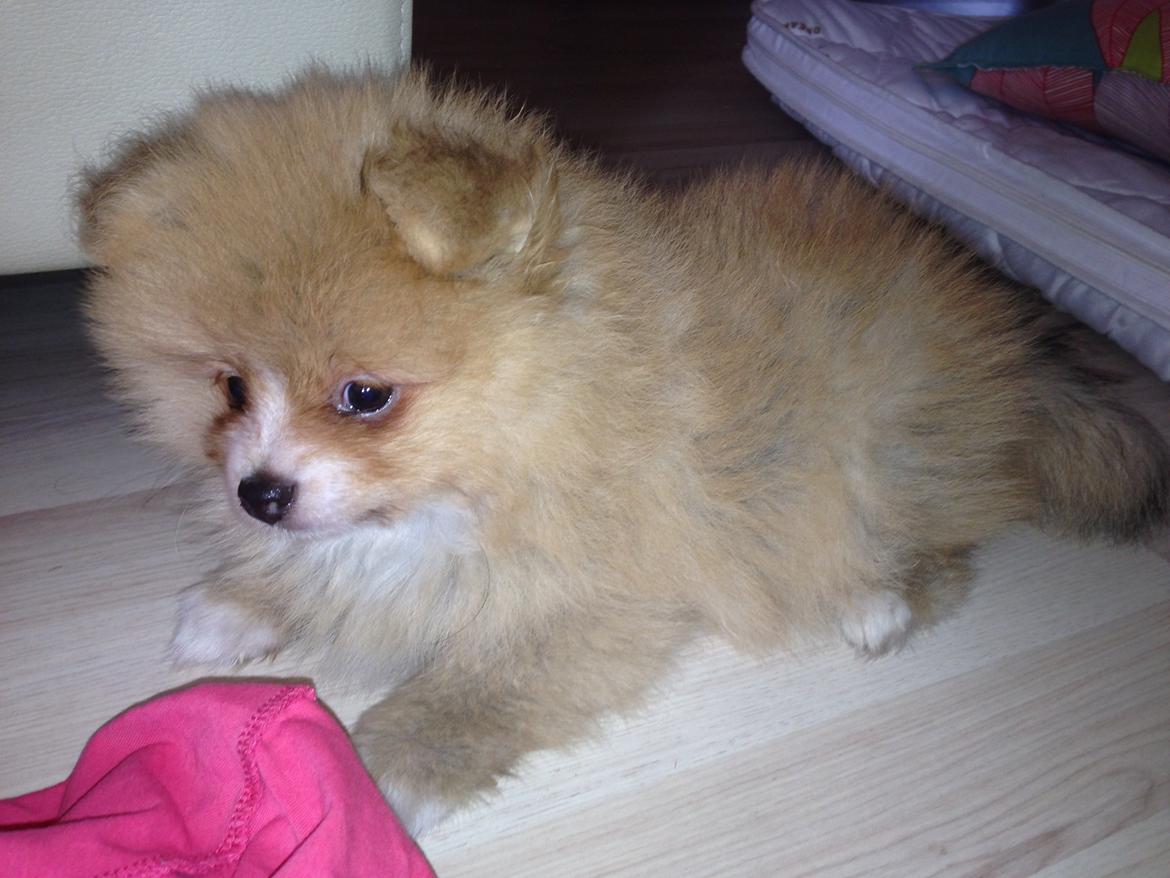 Pomeranian Happy Topsy billede 1