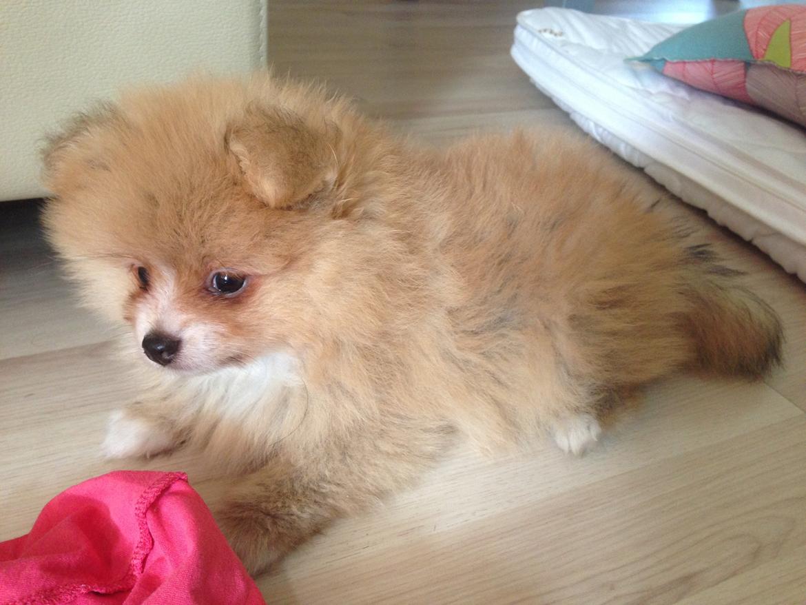 Pomeranian Happy Topsy billede 2