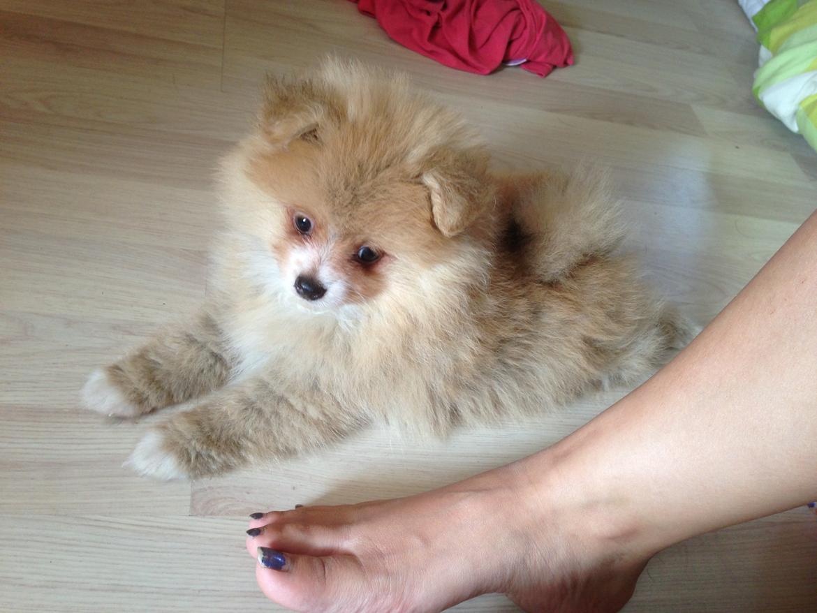 Pomeranian Happy Topsy billede 3