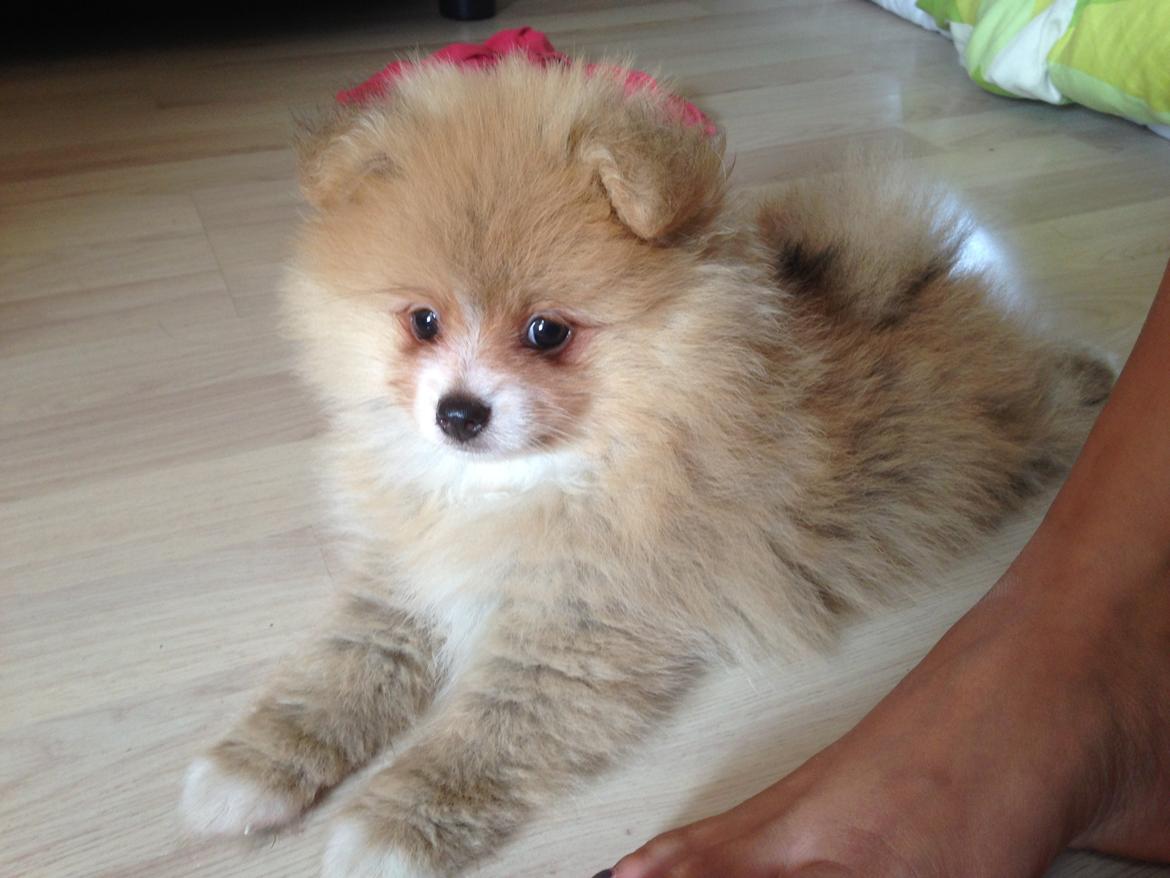 Pomeranian Happy Topsy billede 4