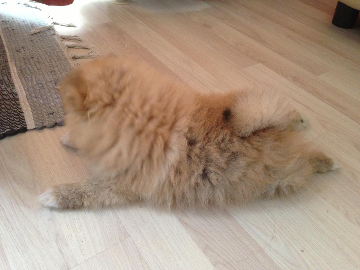 Pomeranian Happy Topsy billede 5