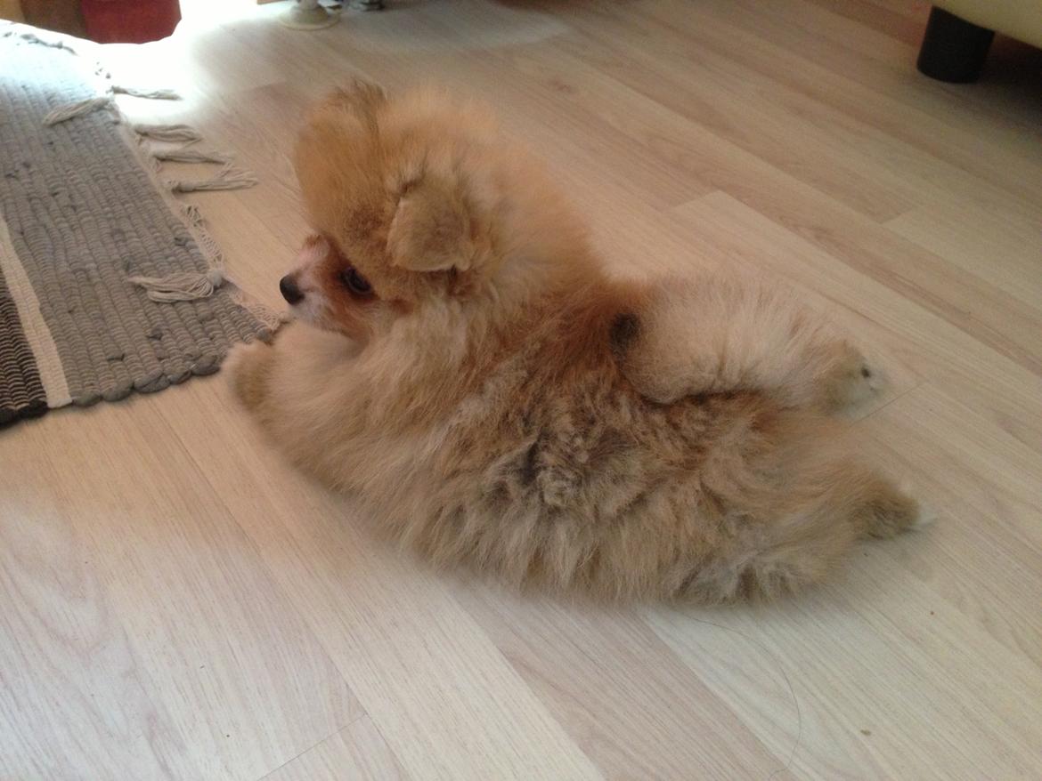 Pomeranian Happy Topsy billede 6