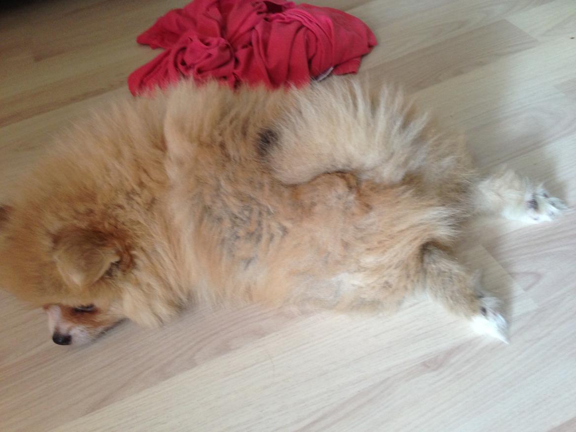 Pomeranian Happy Topsy billede 7