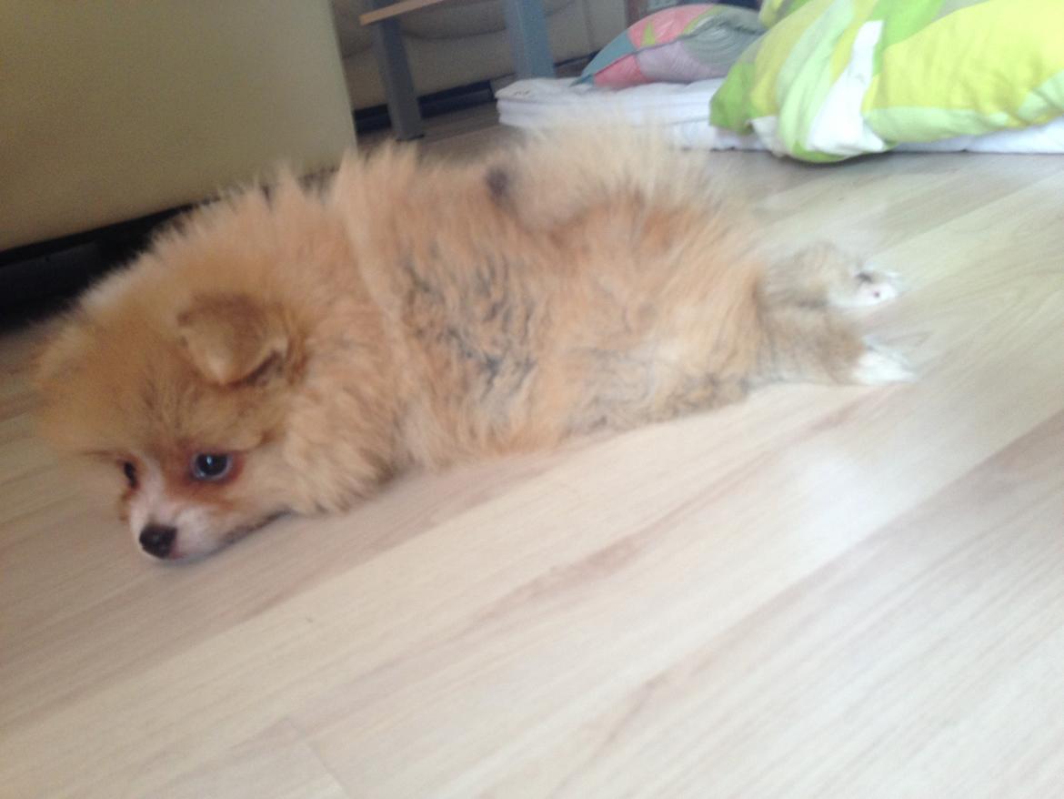 Pomeranian Happy Topsy billede 8