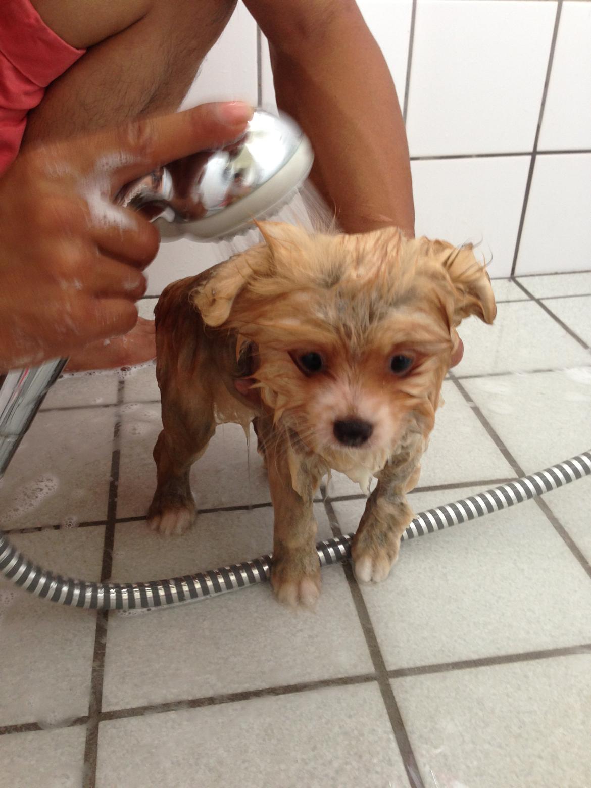 Pomeranian Happy Topsy billede 9