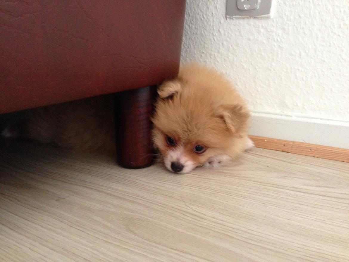 Pomeranian Happy Topsy billede 10