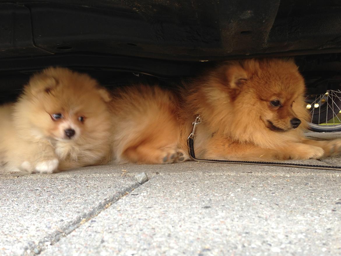 Pomeranian Happy Topsy billede 11