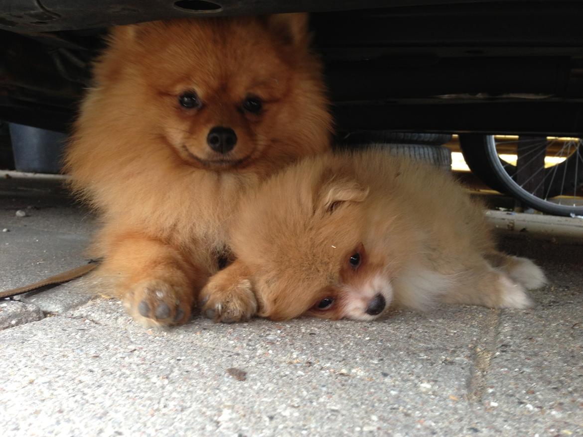 Pomeranian Happy Topsy billede 12