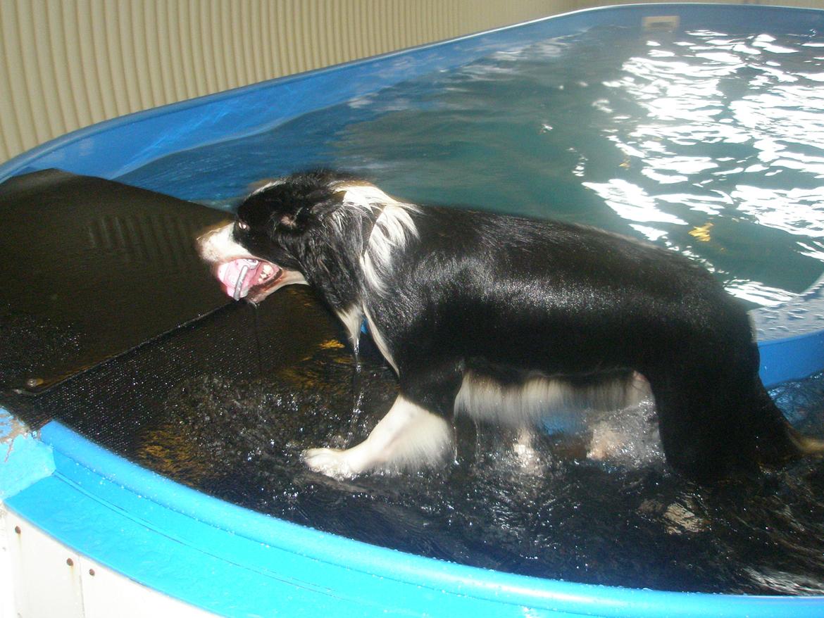 Border collie Daisy - 13 år billede 24