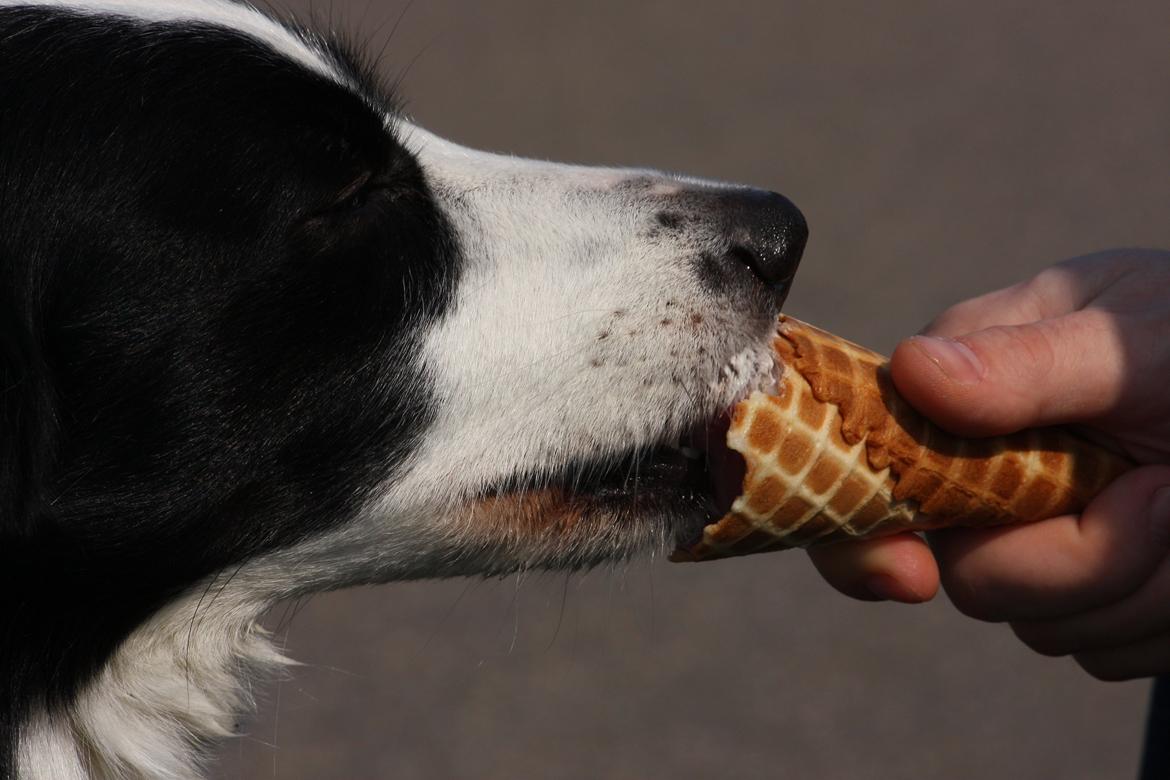 Border collie Daisy - 13 år billede 27