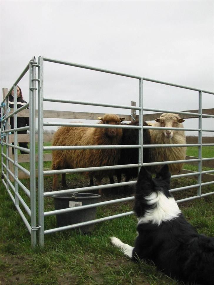Border collie Daisy - 13 år billede 28