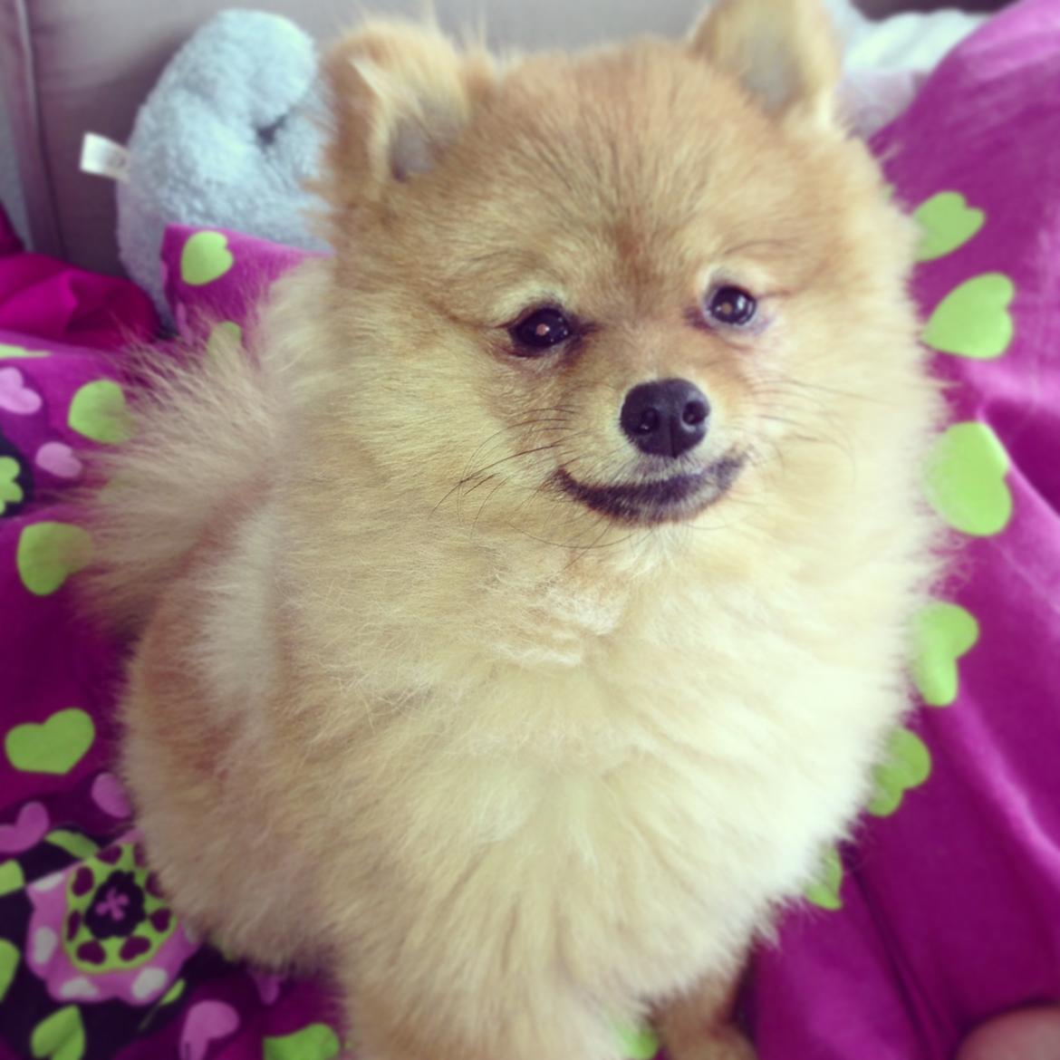 Pomeranian Cocio Topsy billede 12