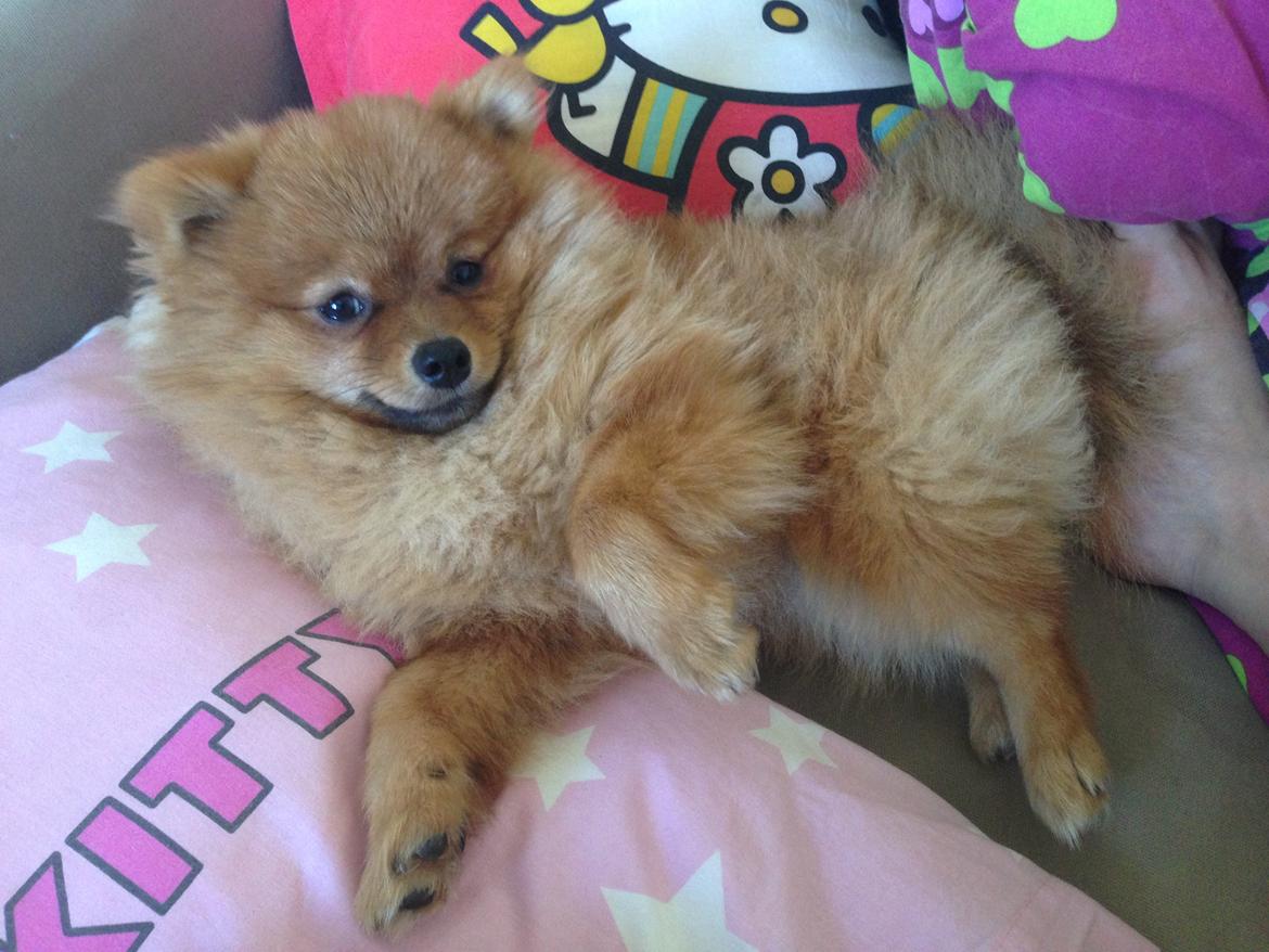 Pomeranian Cocio Topsy billede 13
