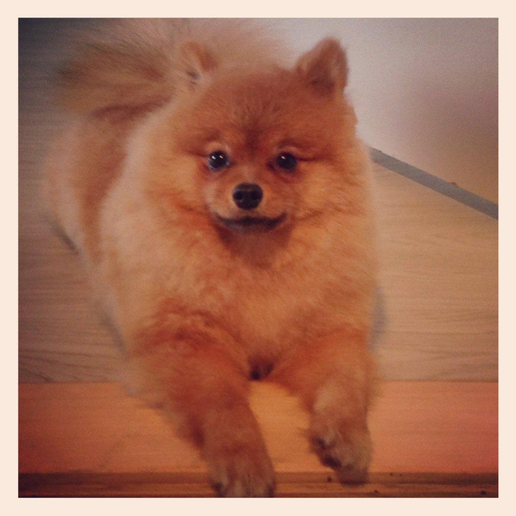 Pomeranian Cocio Topsy billede 14