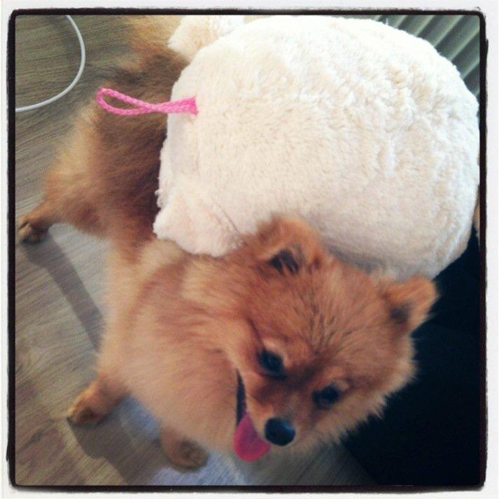 Pomeranian Cocio Topsy billede 15