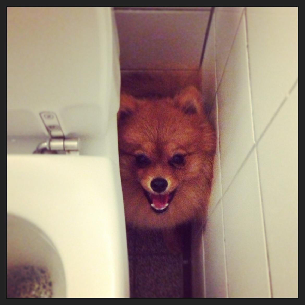 Pomeranian Cocio Topsy billede 16