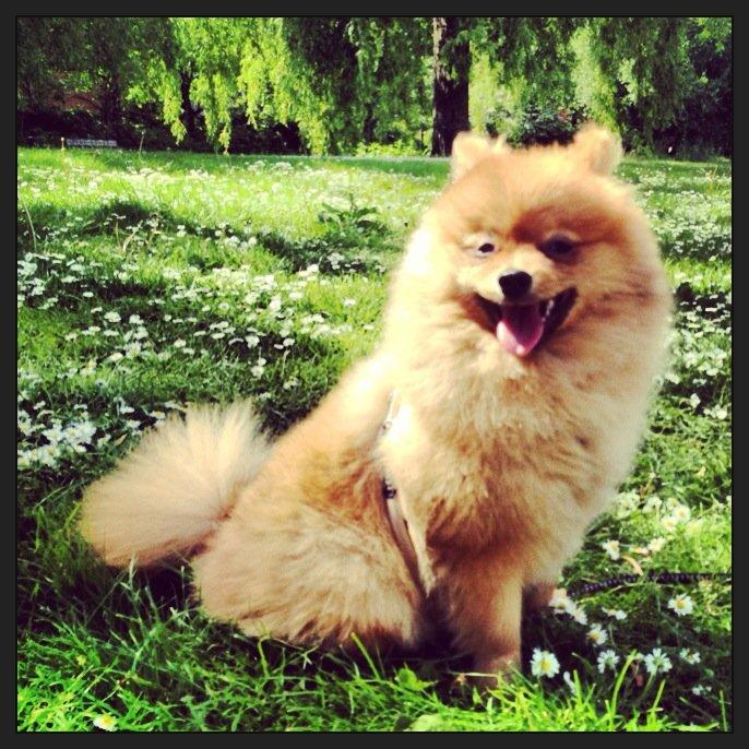 Pomeranian Cocio Topsy billede 17