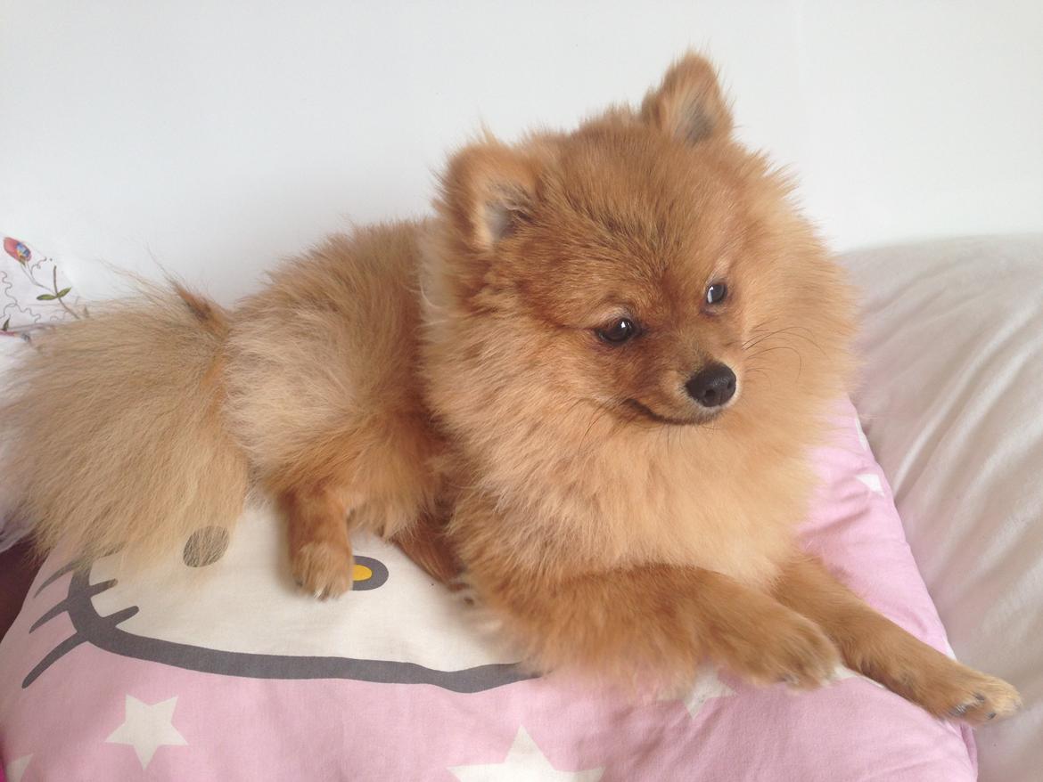 Pomeranian Cocio Topsy billede 18