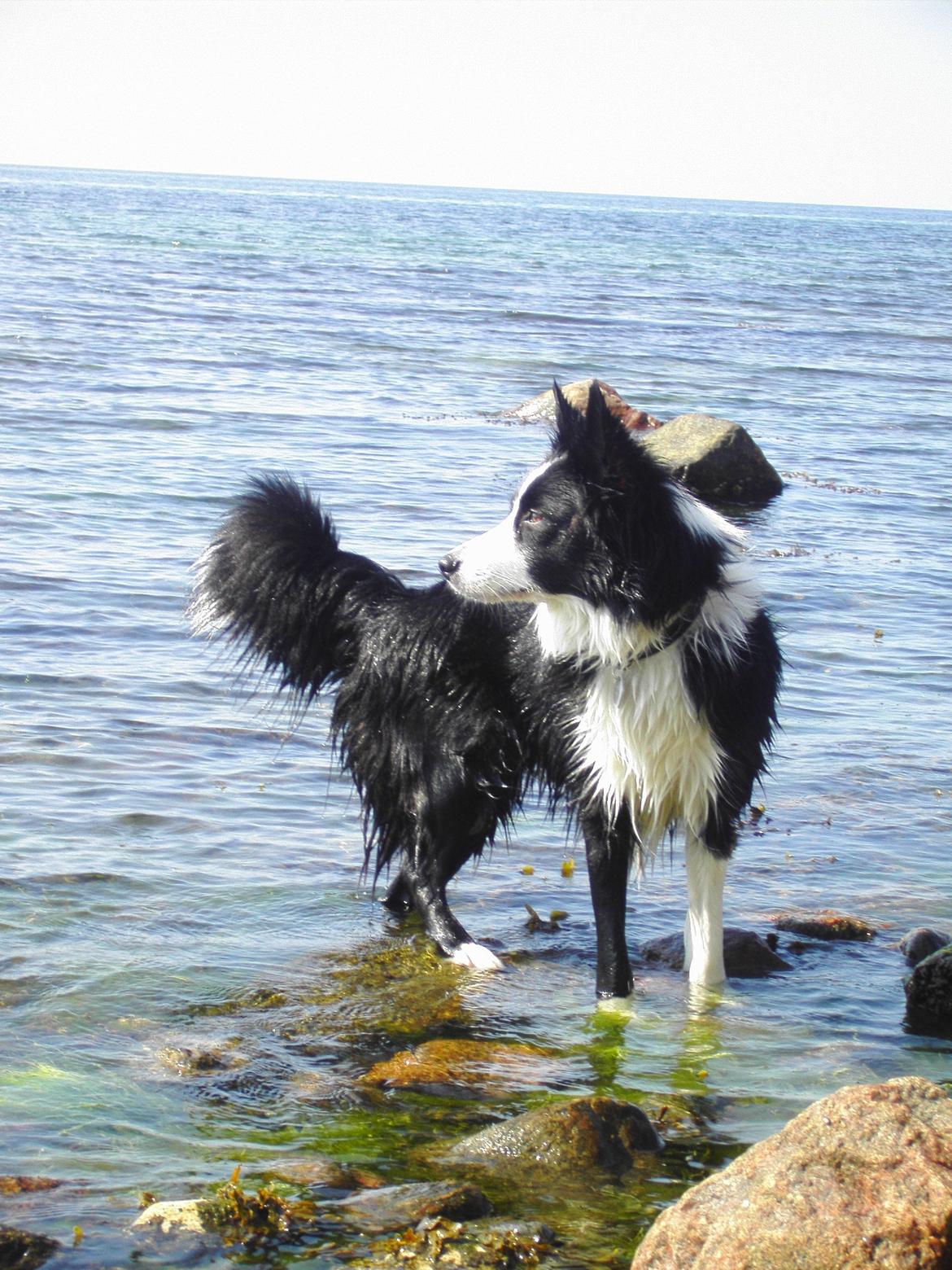 Border collie Daisy - 13 år billede 30