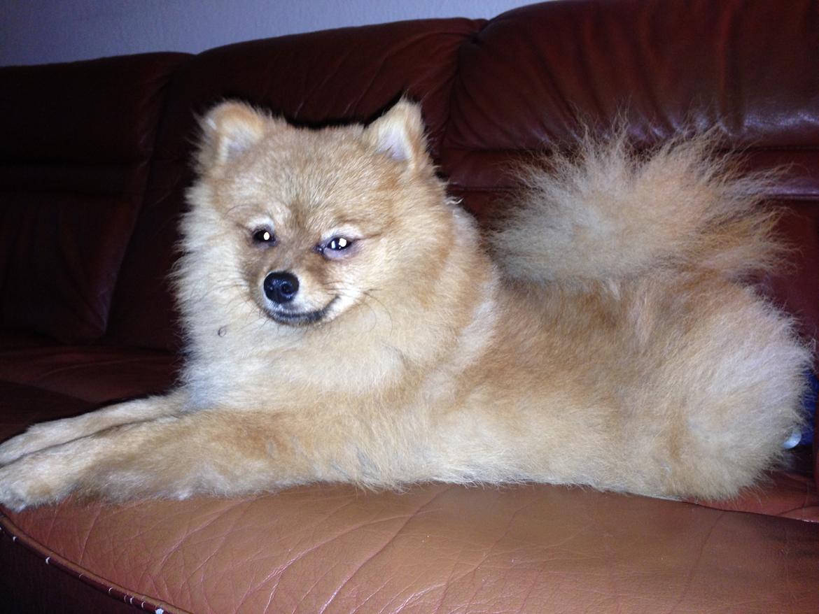 Pomeranian Cocio Topsy billede 20