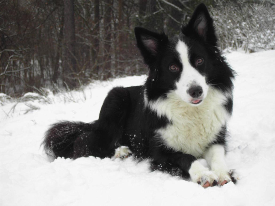 Border collie Daisy - 13 år billede 31