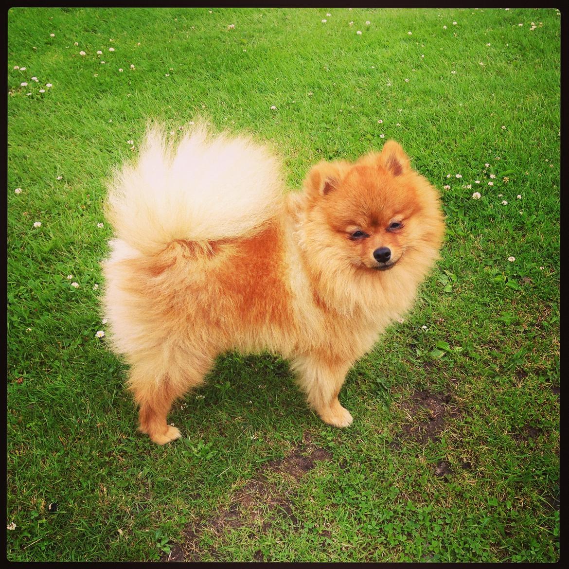 Pomeranian Cocio Topsy billede 1