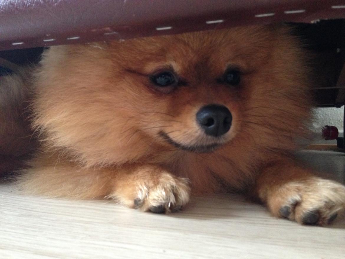 Pomeranian Cocio Topsy billede 21