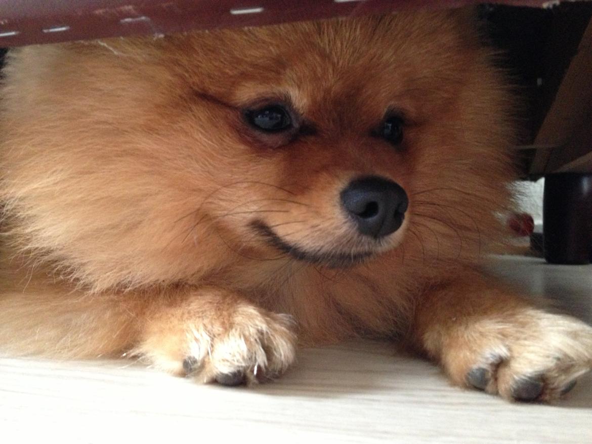 Pomeranian Cocio Topsy billede 22