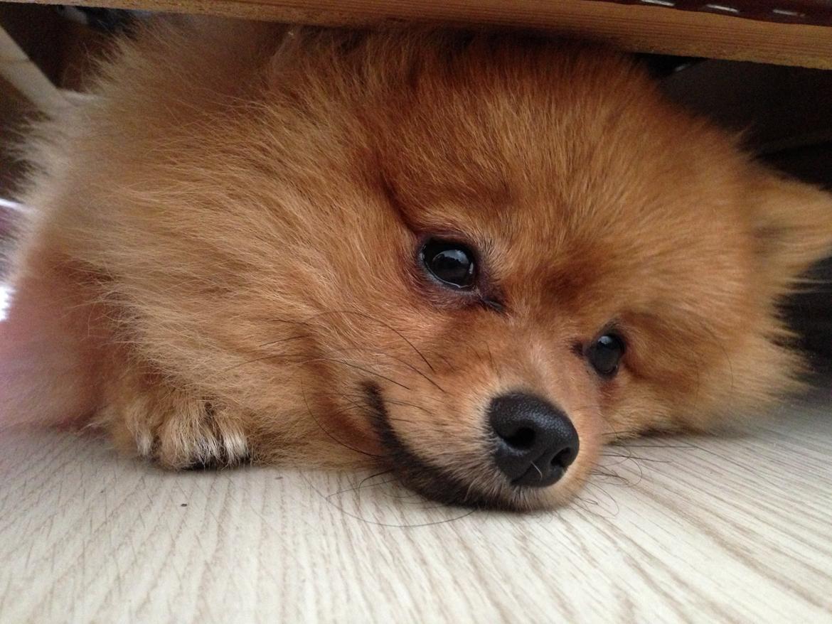 Pomeranian Cocio Topsy billede 23