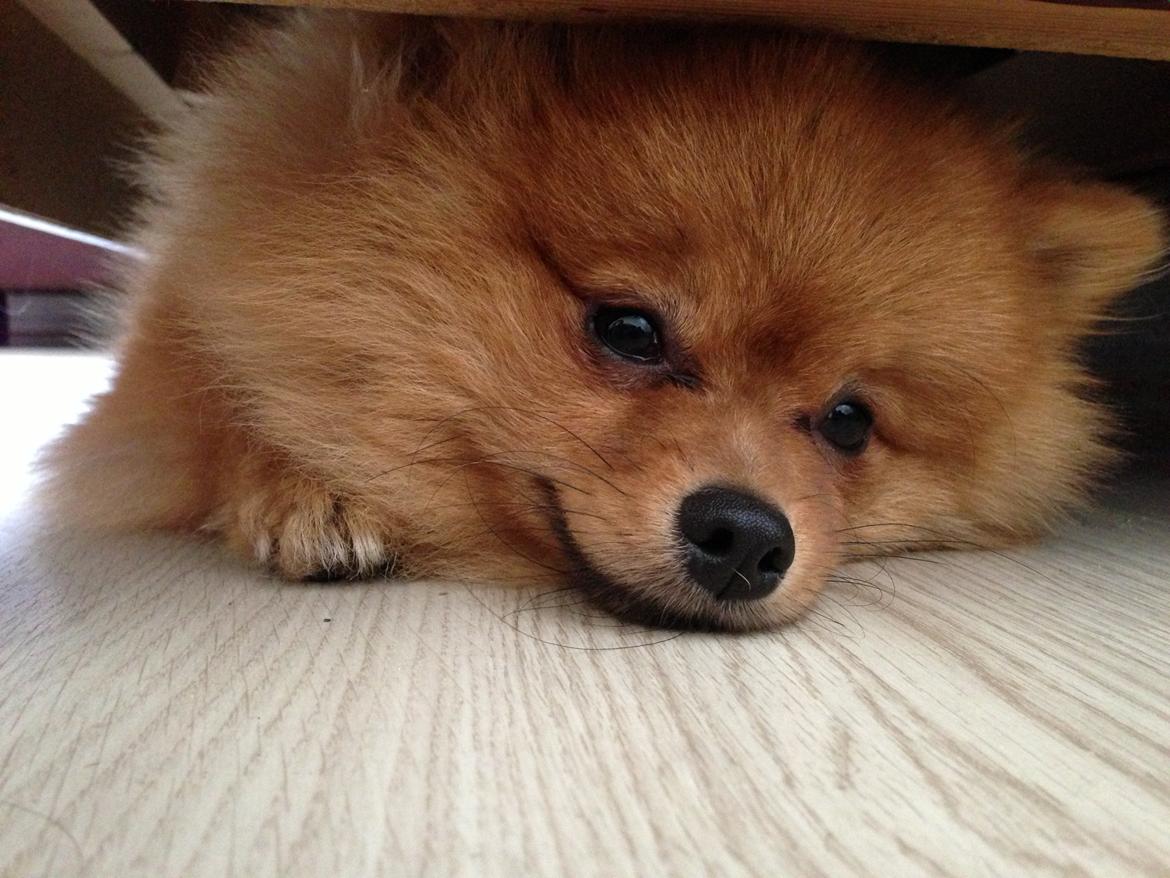 Pomeranian Cocio Topsy billede 24